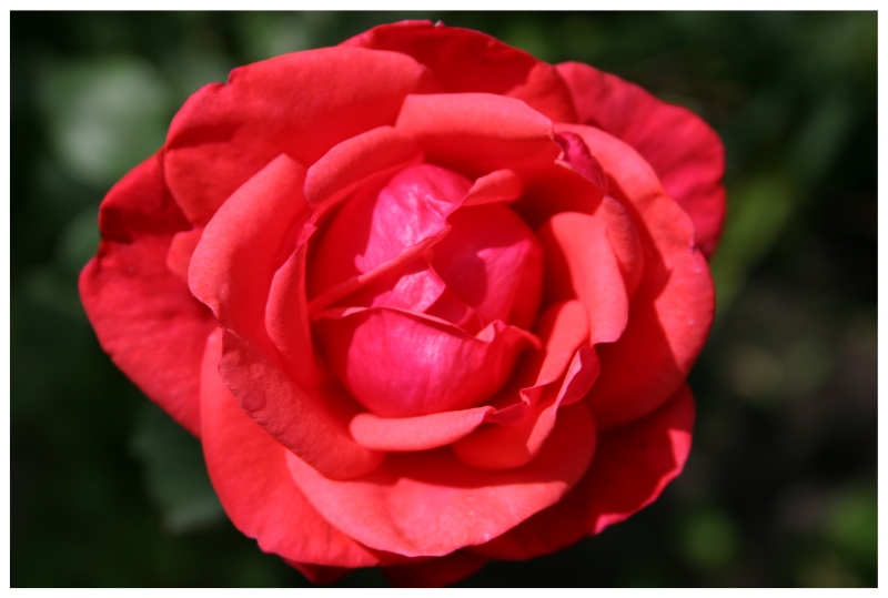 Rose in the sun Foto & Bild pflanzen, pilze & flechten, blüten