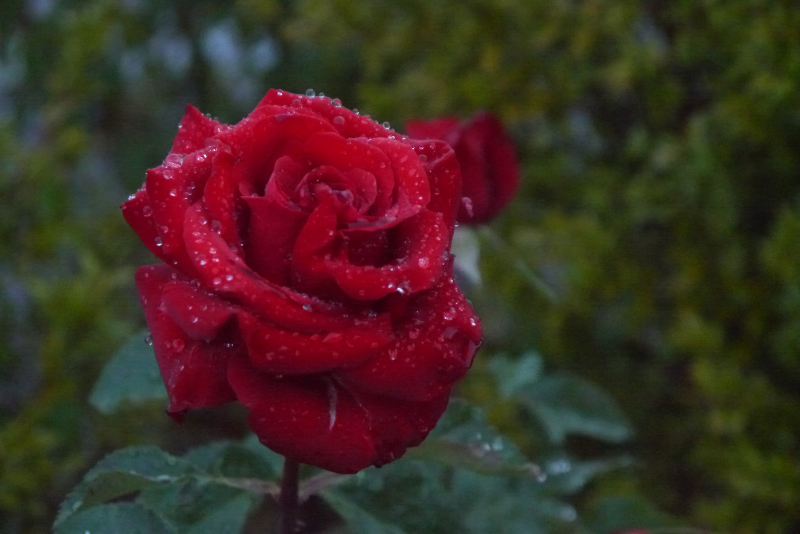 Rose in Tränen
