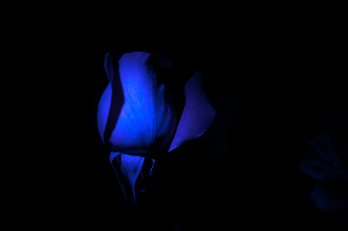 Rose in Ultraviolet