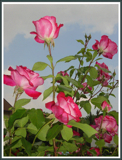 Rose in unserem Garten am 12. Juni 2008