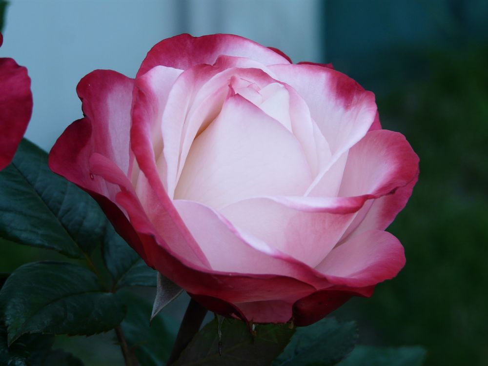 Rose in unserem Garten von Klaus Ritschel 