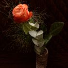 Rose in Vase