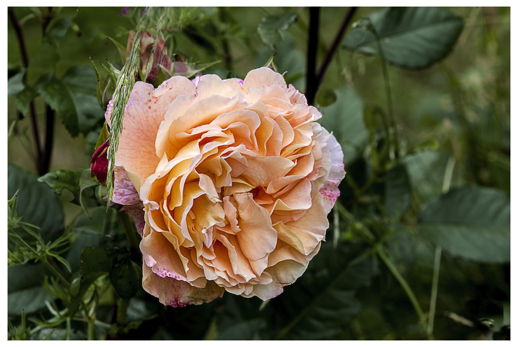 Rose in voller Blüte