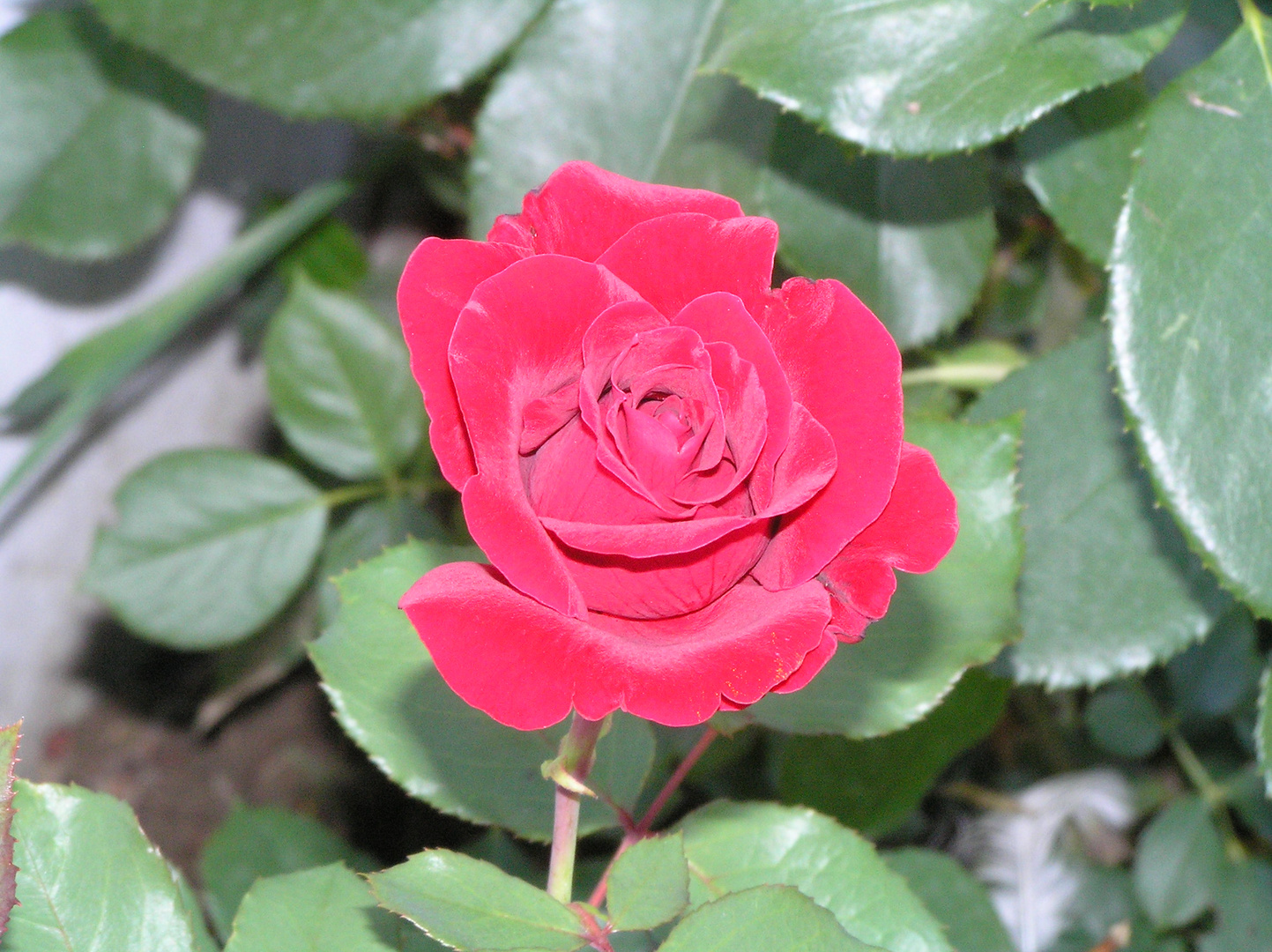 Rose in voller Blüte