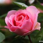 Rose in voller Blüte