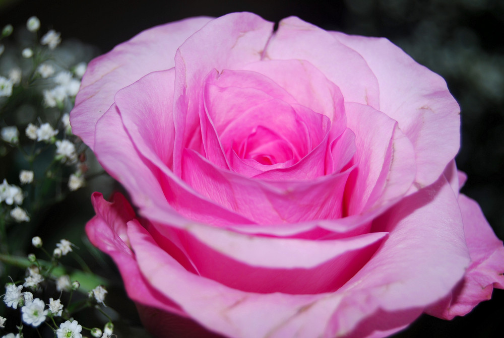 Rose in voller Schönheit