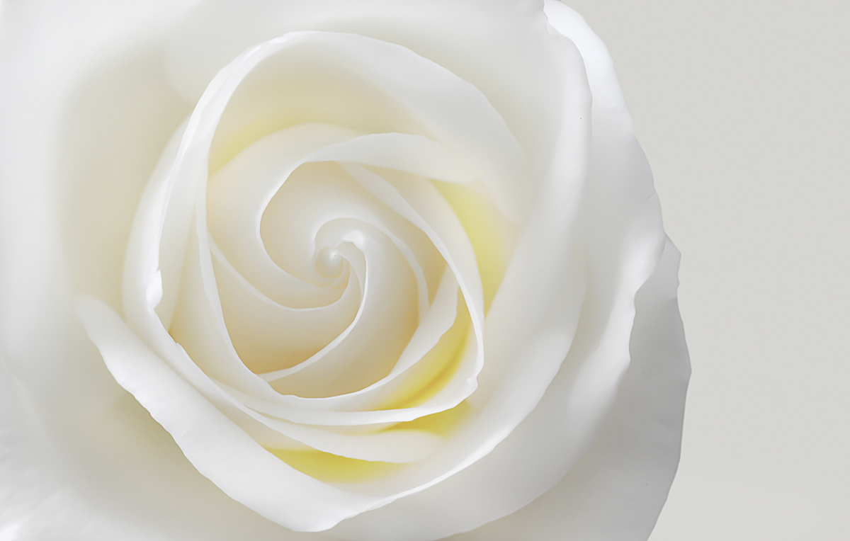 Rose in white