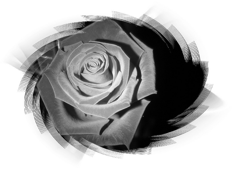 Rose in white