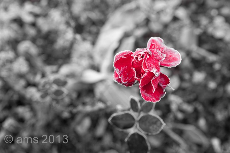 Rose in winter