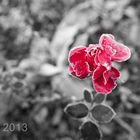 Rose in winter