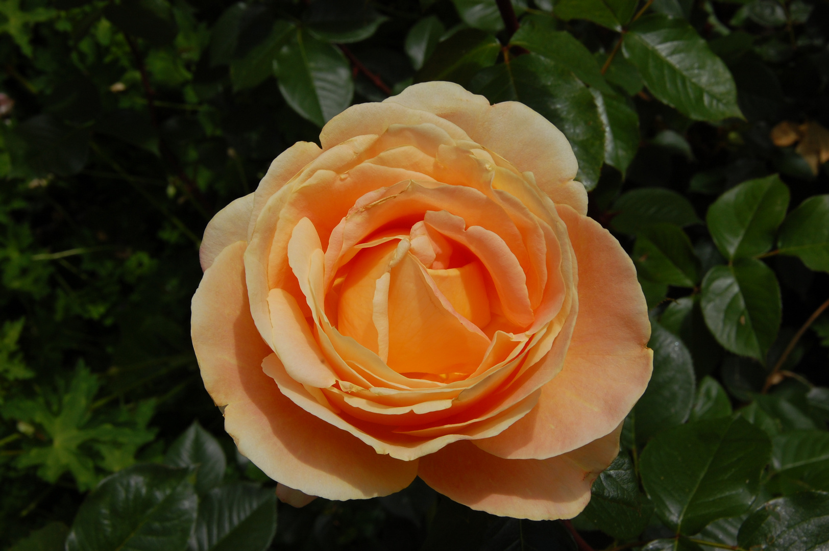 Rose in zartem Orange - auch gesehen in Ettenbühl 05.2015