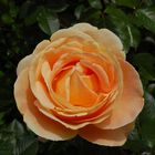 Rose in zartem Orange - auch gesehen in Ettenbühl 05.2015