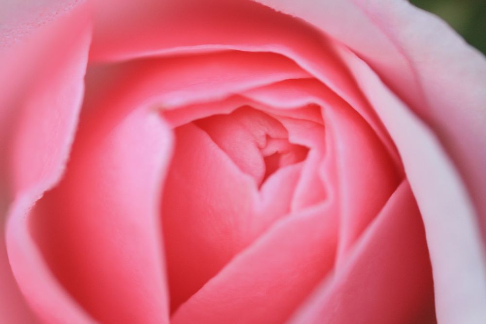 Rose - intim (2)