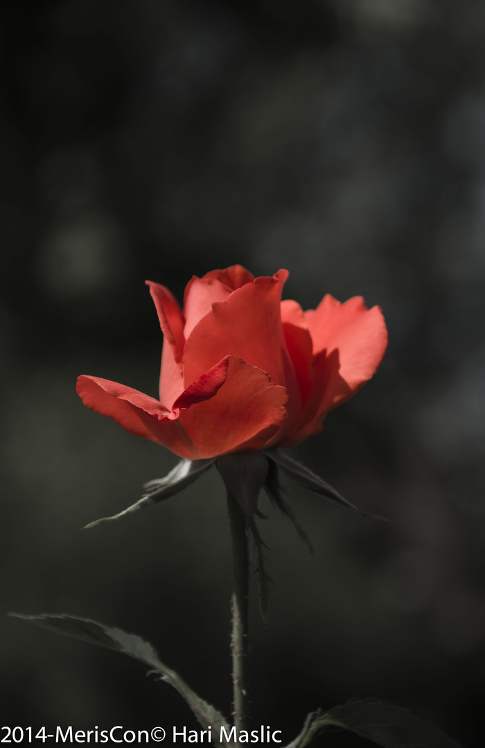 Rose isolated