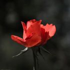 Rose isolated