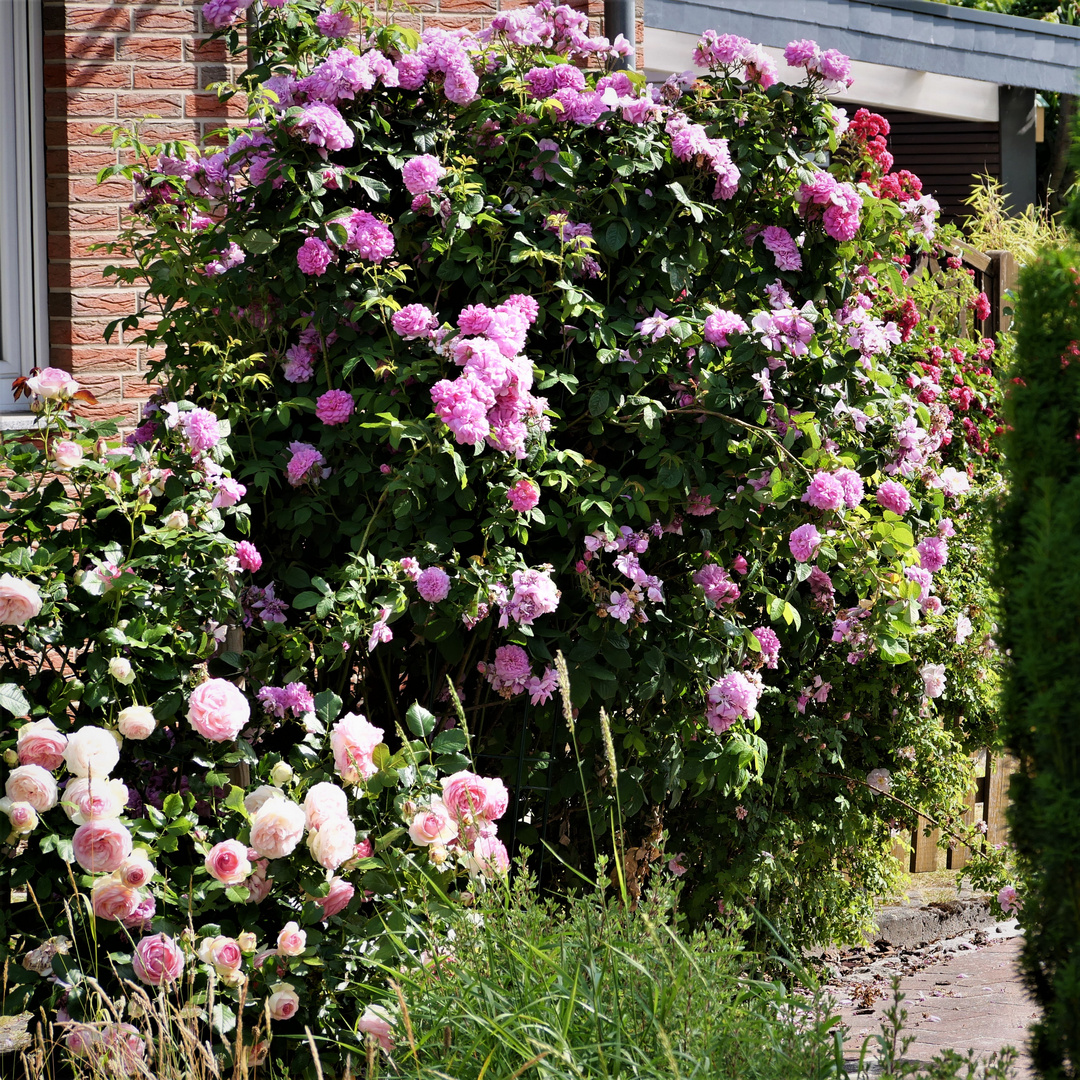 Rose Ispahan 'Pompon des Princes'