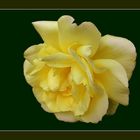 rose jaune