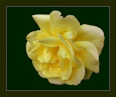 rose jaune