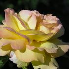 Rose Jaune