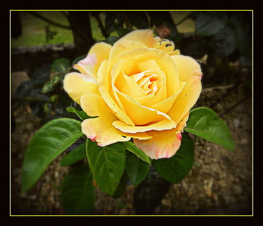 rose jaune