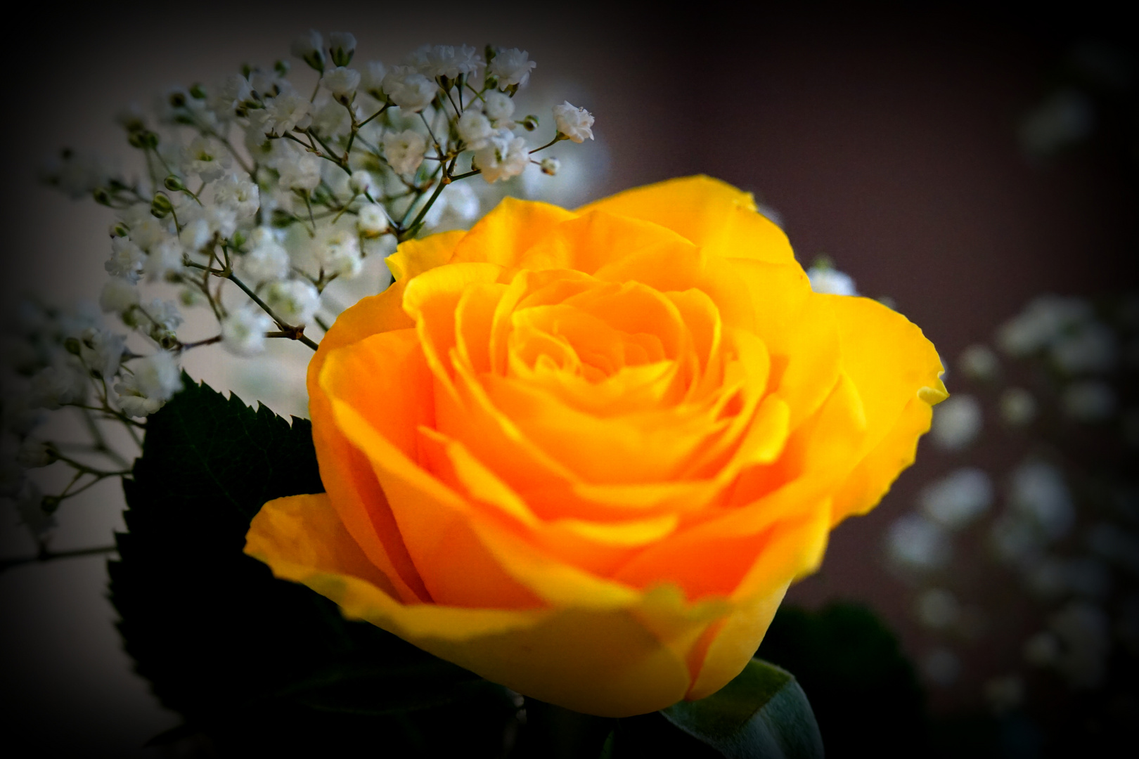 Rose Jaune