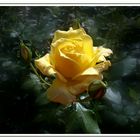 Rose jaune