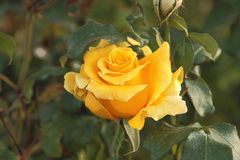 Rose jaune