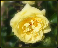 rose jaune