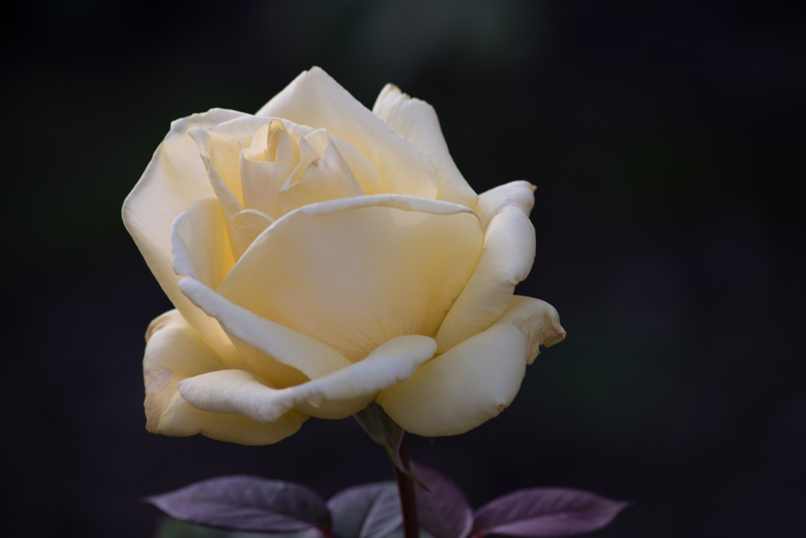 Rose Jaune