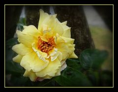 rose jaune