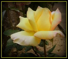 rose jaune