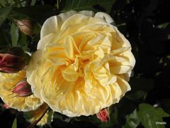 Rose jaune