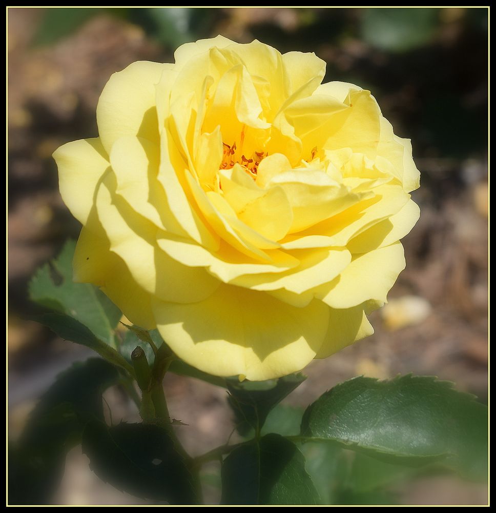 rose jaune