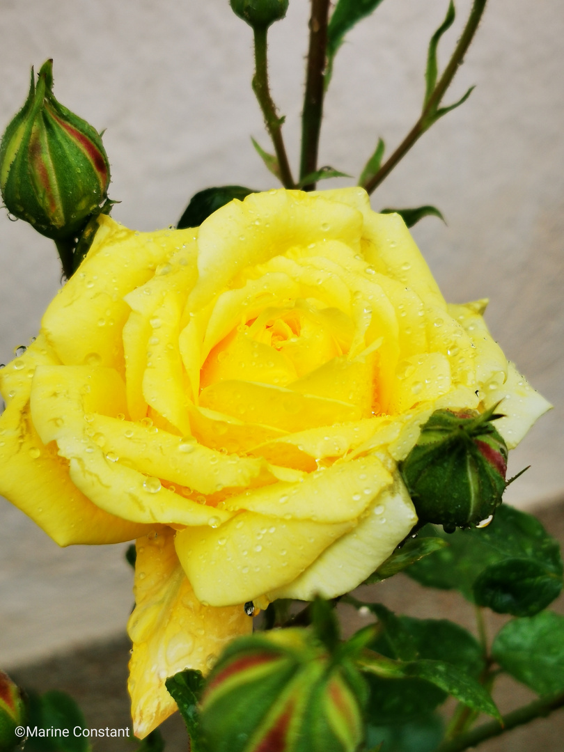 Rose jaune 