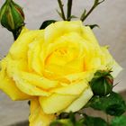 Rose jaune 