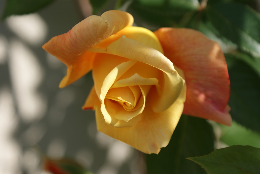 rose jaune