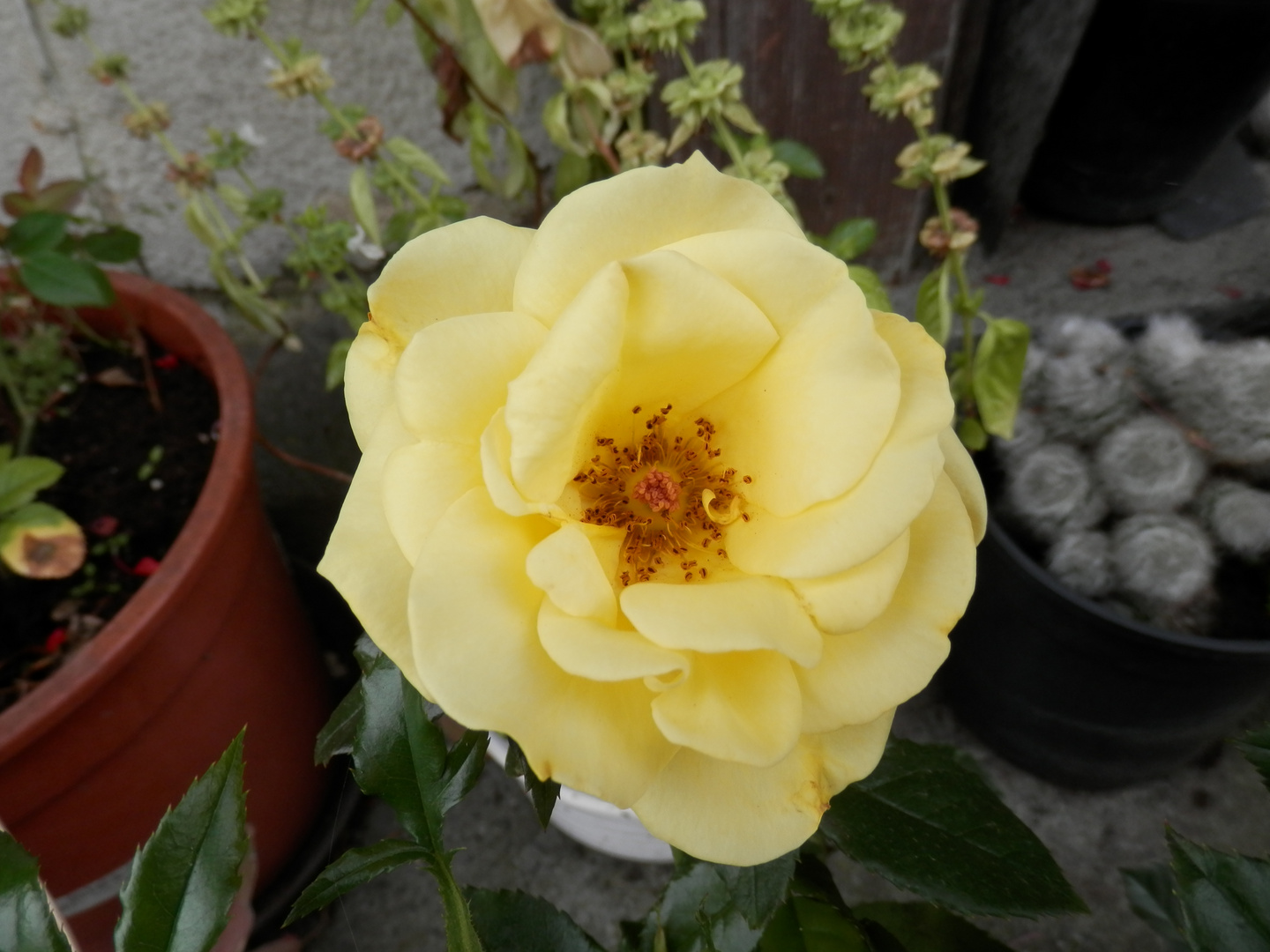 Rose jaune