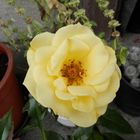 Rose jaune