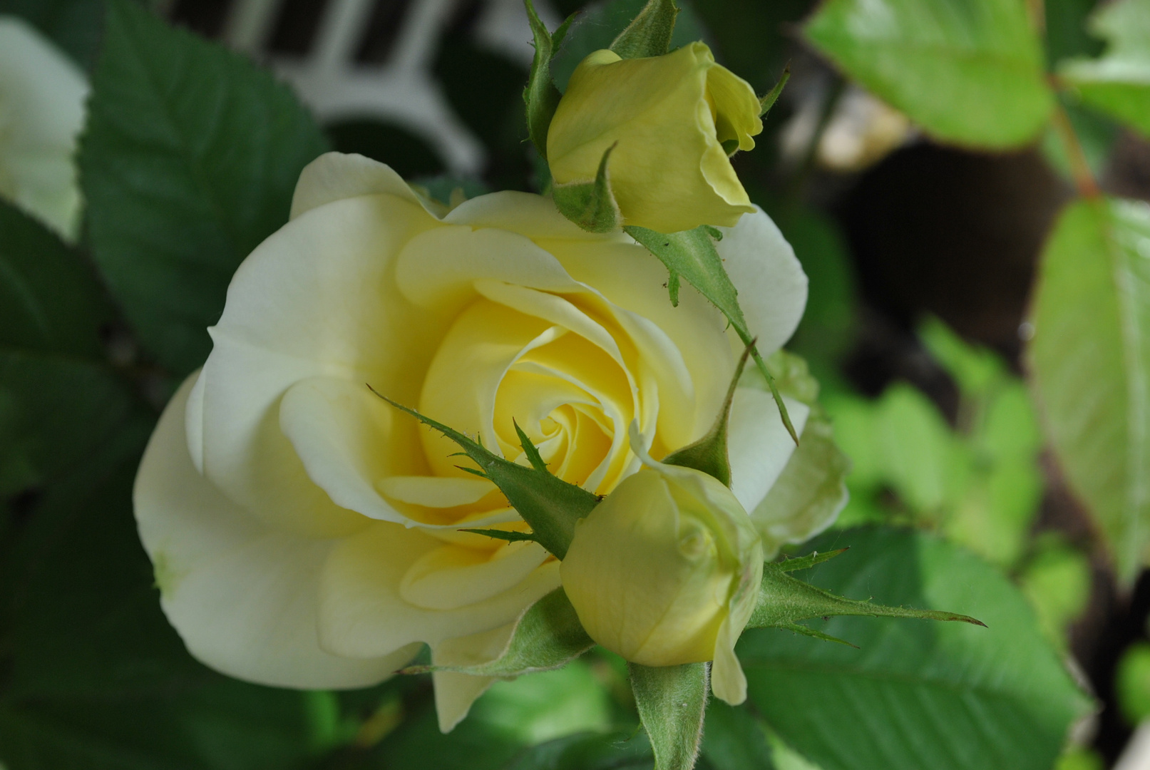 Rose jaune