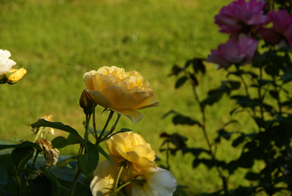 Rose jaune contre rose rose