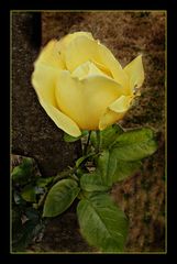 rose jaune