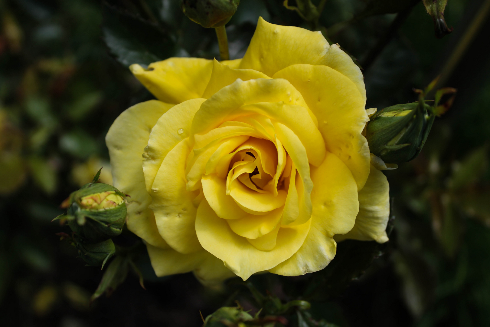 Rose jaune