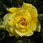 Rose jaune