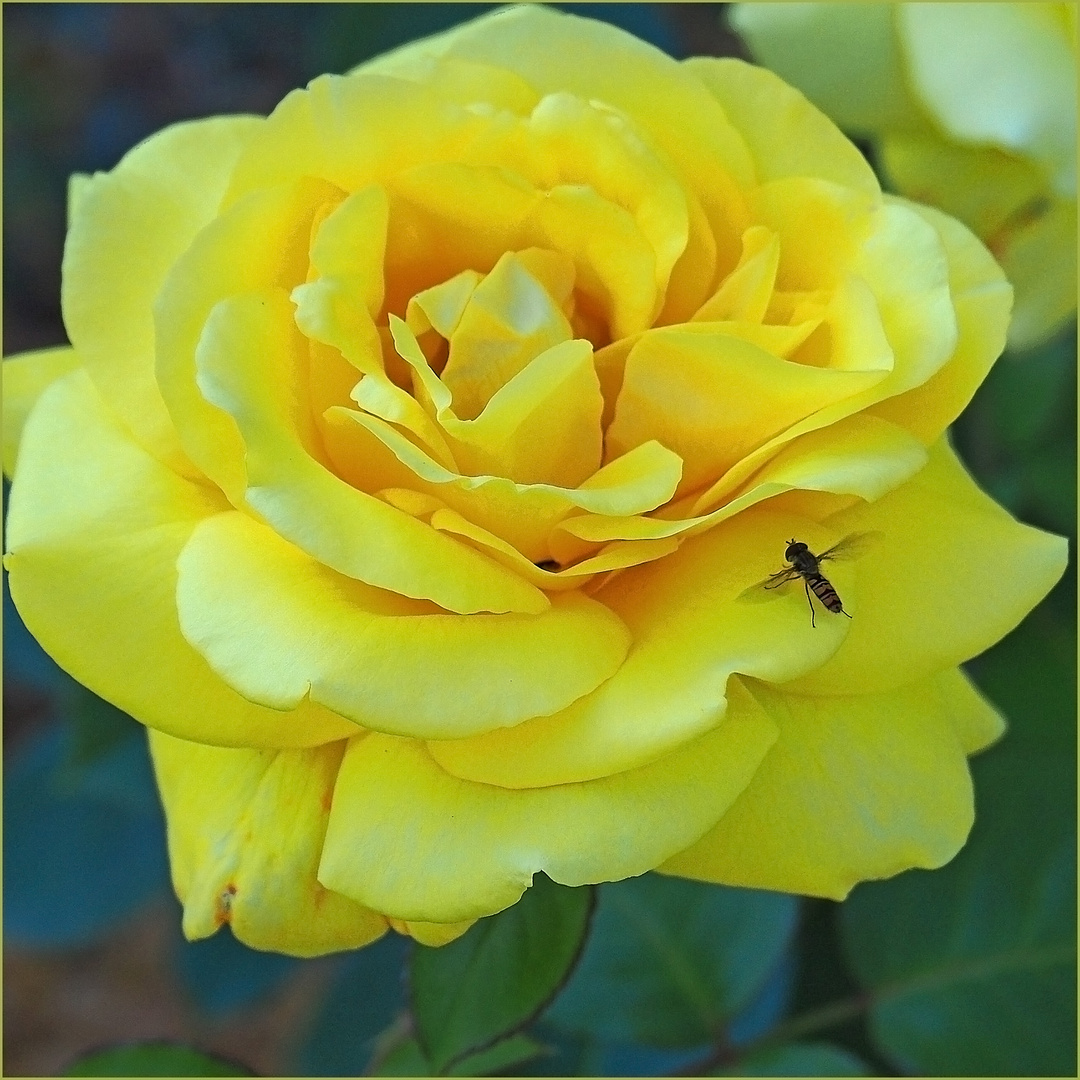 Rose jaune et son syrphe