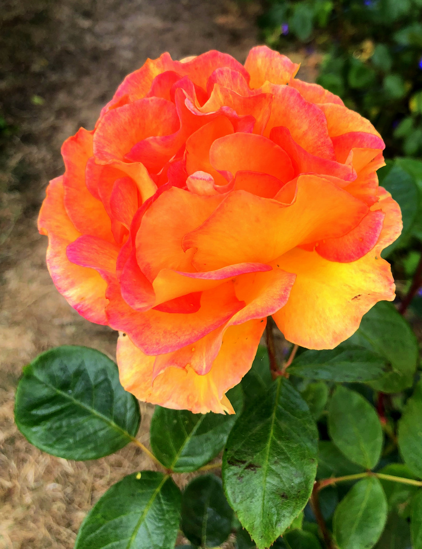 rose jaune / orangée ...!