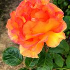 rose jaune / orangée ...!