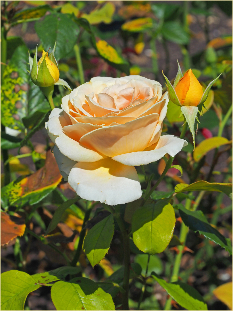 Rose jaune pâle