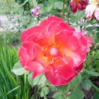 Rose - Journées de la Rose - Abbaye de Chaalis (oise)