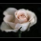 Rose jpg