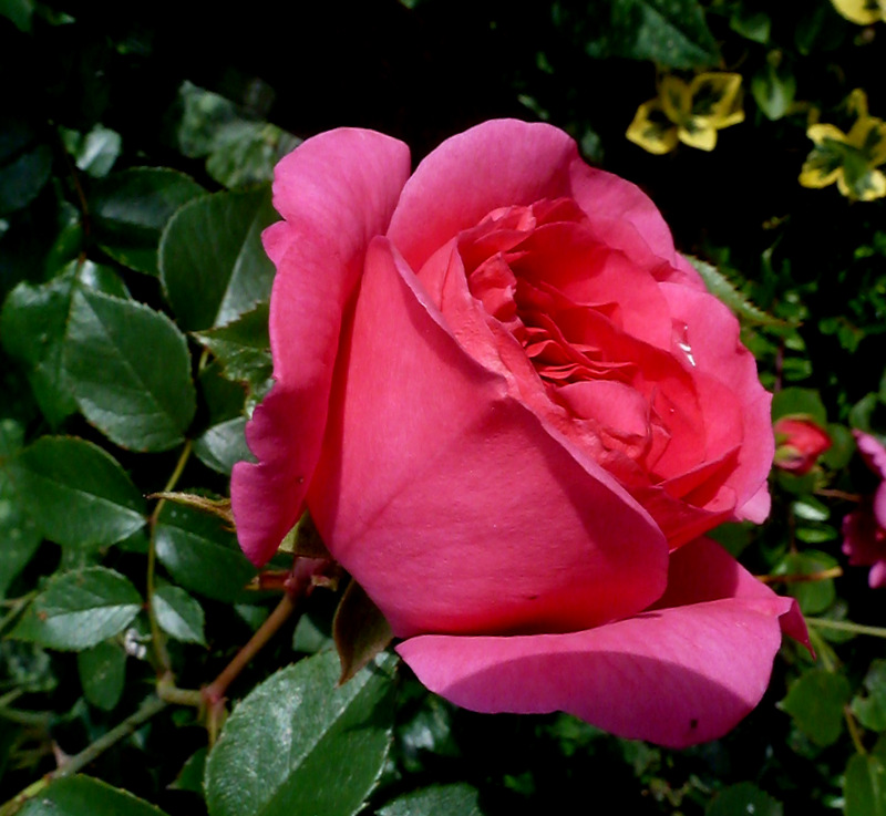 Rose, Königin der Blumen